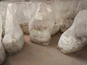 SUCOHANS 3 mil polypropylene bag offers durability for mushroom projects