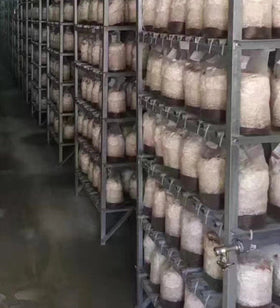 SUCOHANS substrate spawn bag suitable for mushrooms and bamboo fungus