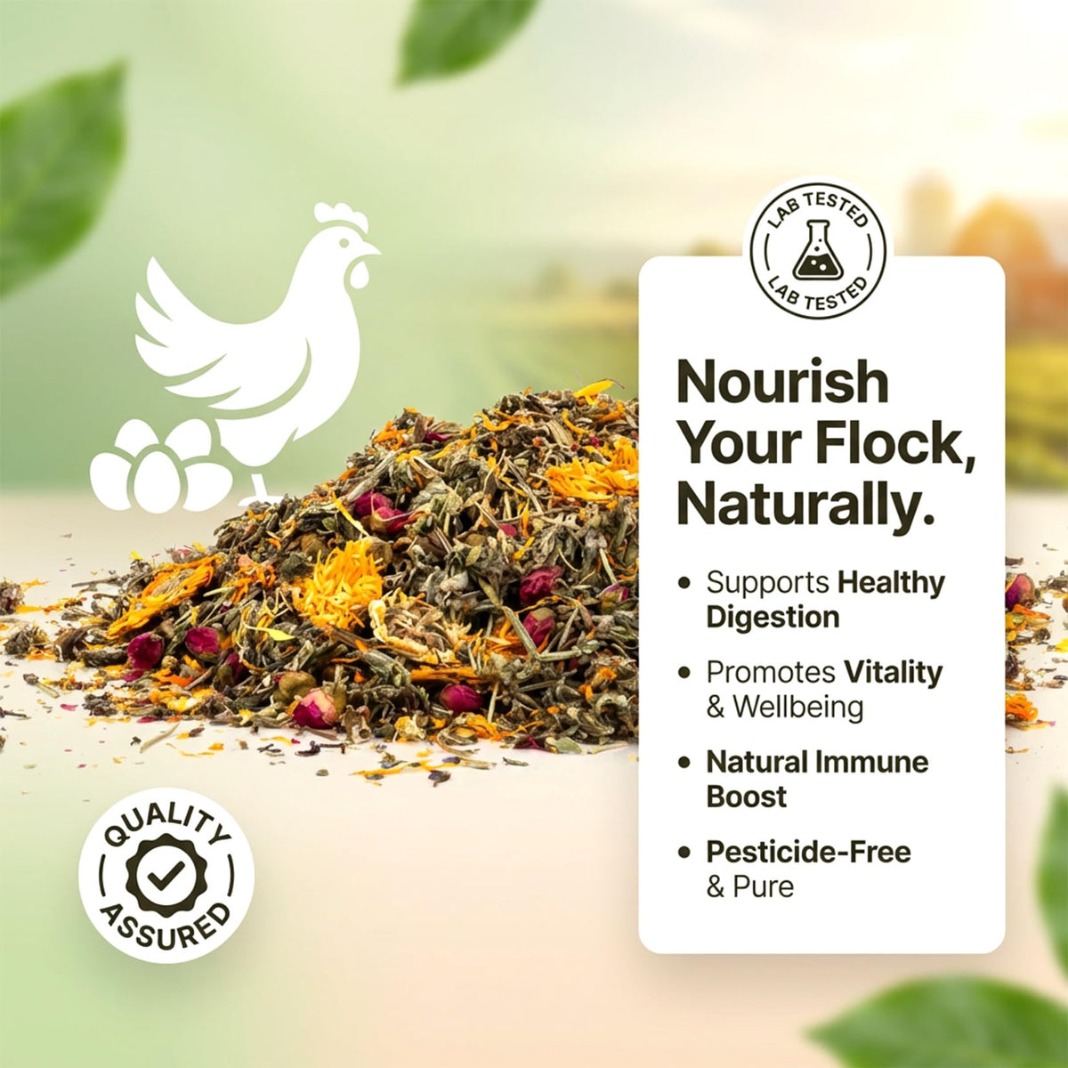 Sukh chickens eating nesting herbs illustrate an easy, natural supplement during daily feeding.