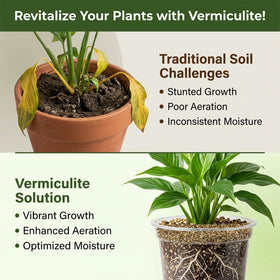 Indoor plants with Sukh vermiculite potting mix promoting healthy roots