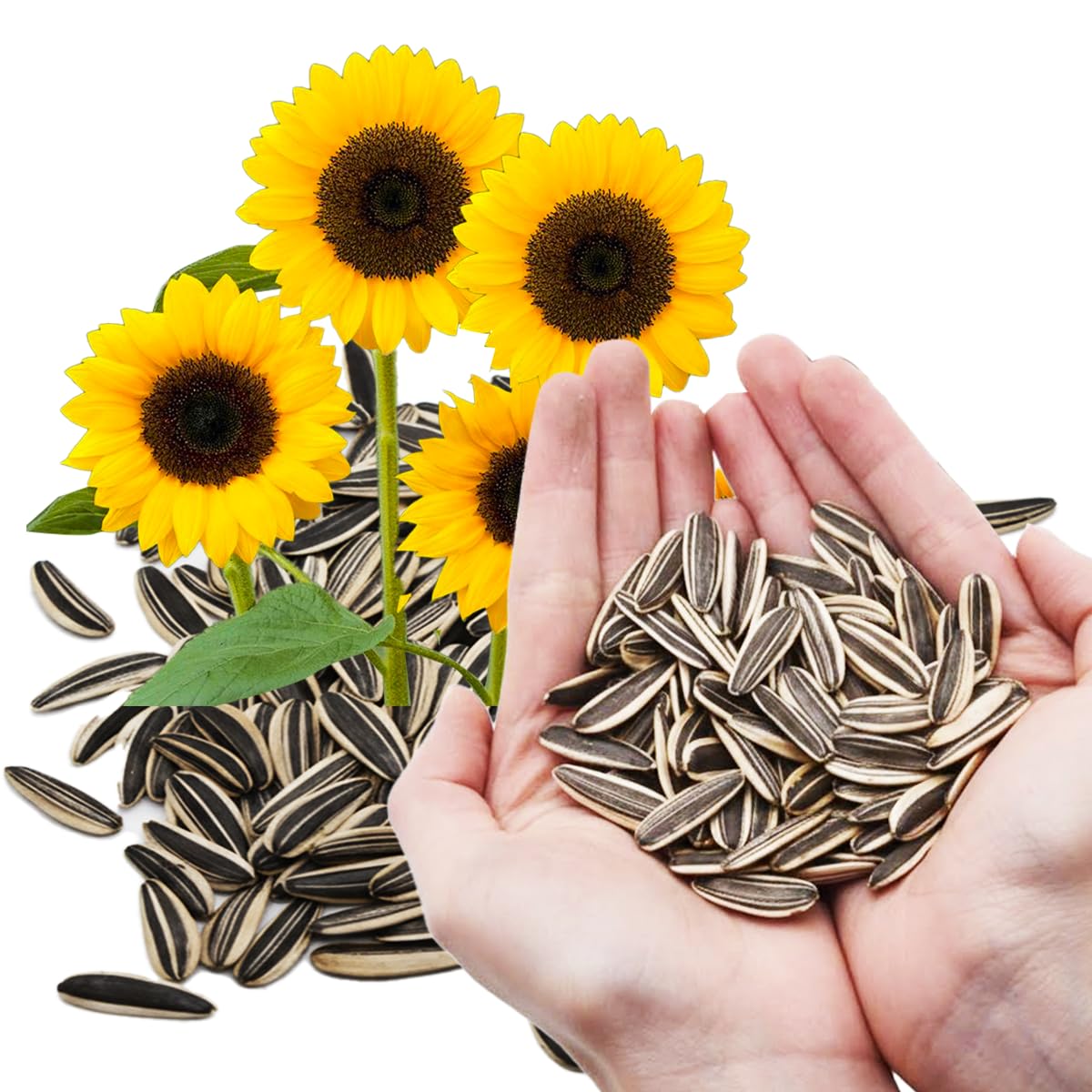 SULUOTE Giant Mammoth sunflower seeds pack ready for abundant home garden sowing