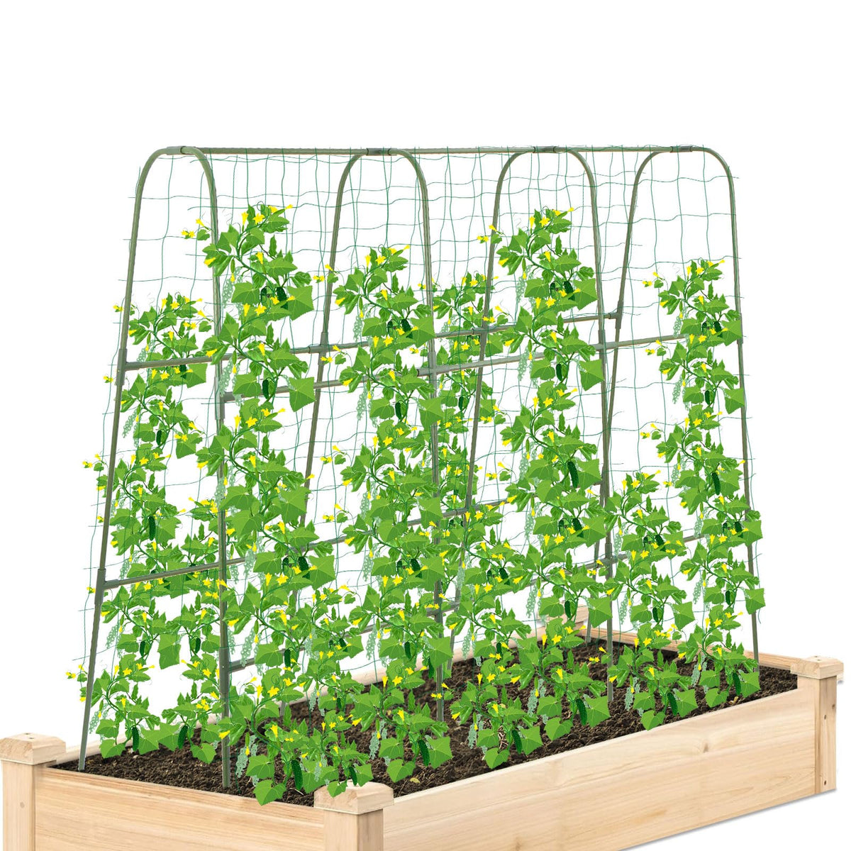 Sumgrow cucumber trellis in a raised bed with a sturdy 4ft U-frame.