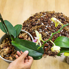 Sumloty orchid mix ready to use straight from the bag for potting.