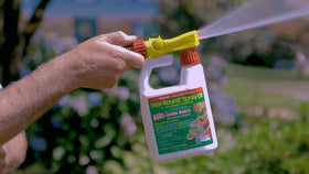Summit Year-Round Spray Oil on shiny leaves for natural pest protection and mildew prevention.
