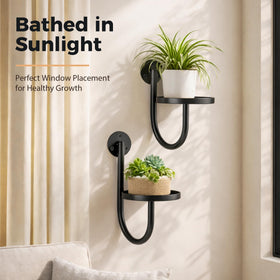 Suncket succulents and vines displayed in stylish planters on wall.