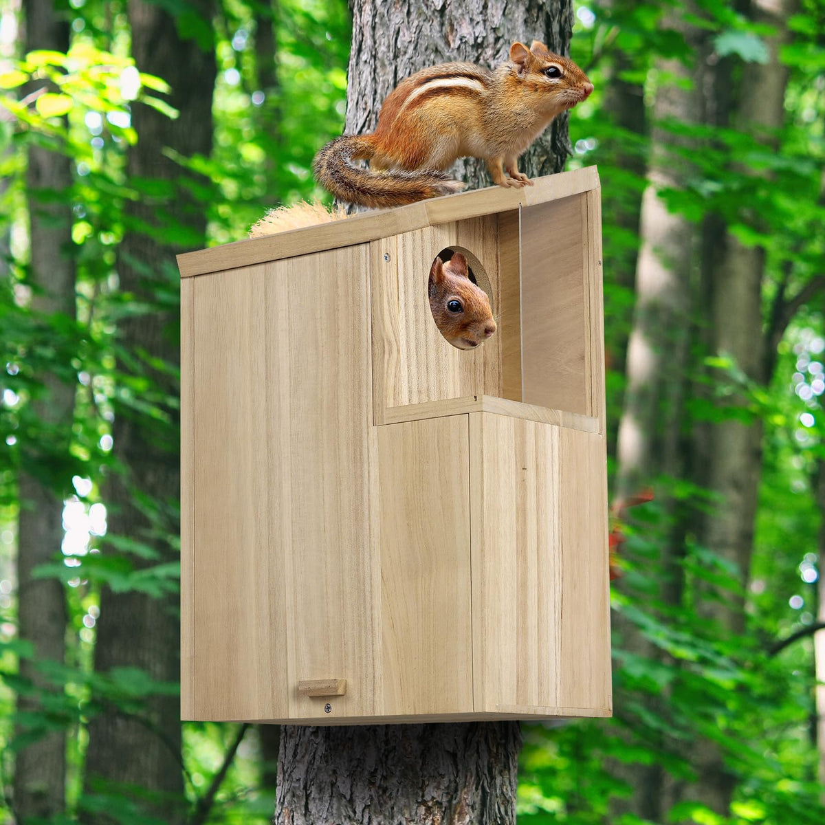 Sundia large squirrel house viewing window enables indoor observation of activity.