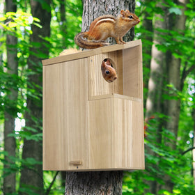 Sundia large squirrel house viewing window enables indoor observation of activity.