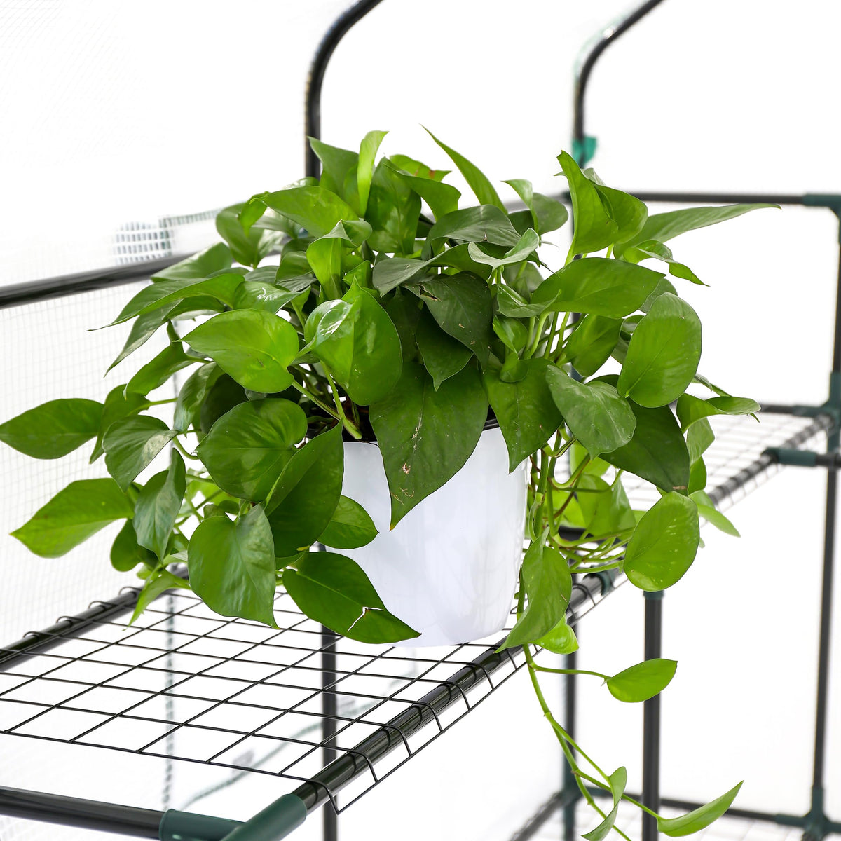 SUNGIFT three-tier shelves maximize growing area and airflow.