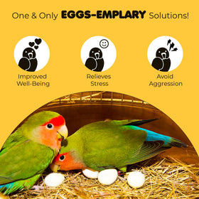 SunGrow eggs suitable for budgies, finches, and other small birds.