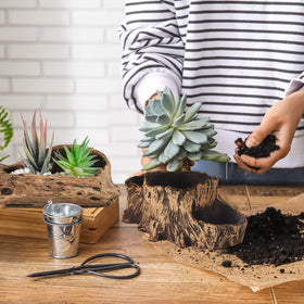 Sunnychicc decorative planter gift ready for plant lovers and spaces.