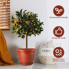 Sunnychicc round planter with saucer tray for neat water management.