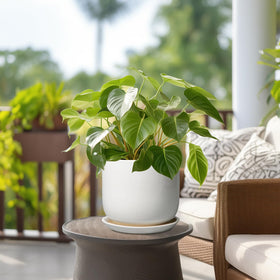 SUNPOTFOR indoor outdoor plant pot in durable ceramic for longevity.