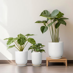SUNPOTFOR monstera in white pot shows generous interior for larger plants.