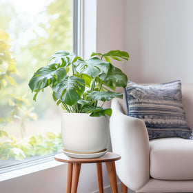 SUNPOTFOR office home decor ceramic pot elevates greenery.