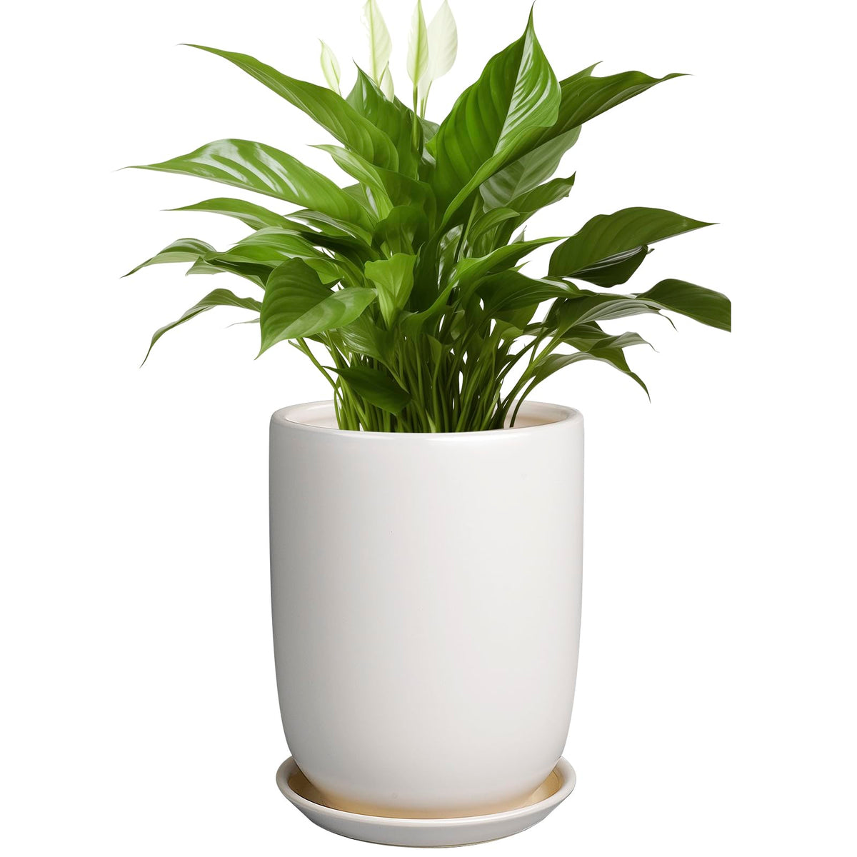 SUNPOTFOR 8-inch white front-view ceramic pot with drainage holes for healthy indoor planting.