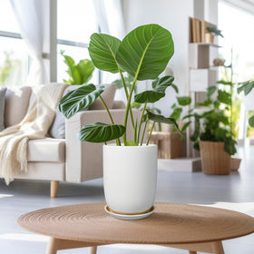 SUNPOTFOR white ceramic pot top-view showing drainage design for proper watering.