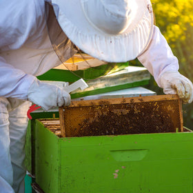 Sunshane 10.5 inch length provides comfortable reach during hive work