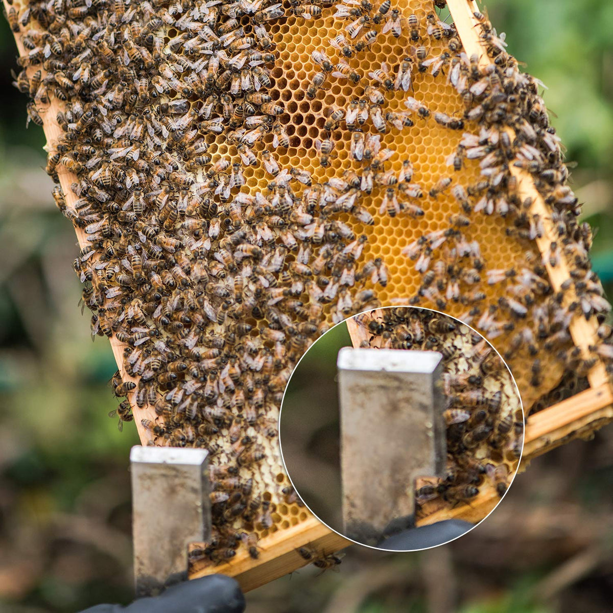Sunshane two-pack set offers ready replacements for busy beekeeping seasons