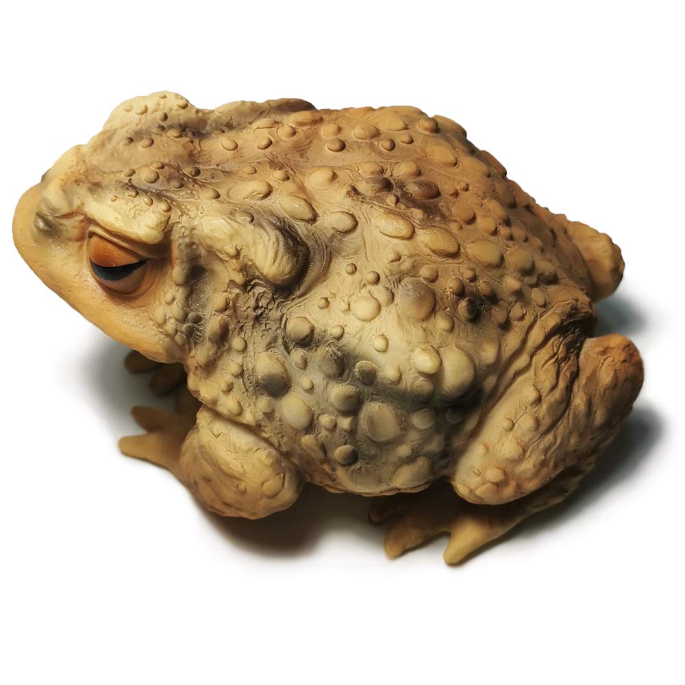Sunthus frog-toad sculpture eye detail highlights realism for garden whimsy.