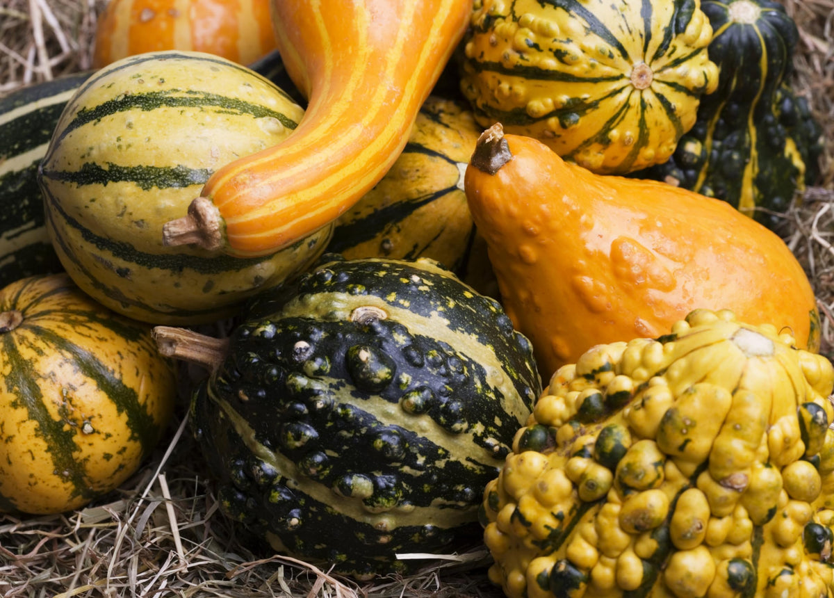 Sunutri Gourd Small Mixed Collection with varied shapes and colors for decor