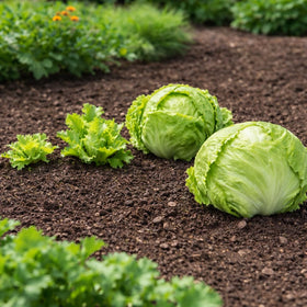Sunutri Seeds compact round heads demonstrated in a container garden setup.