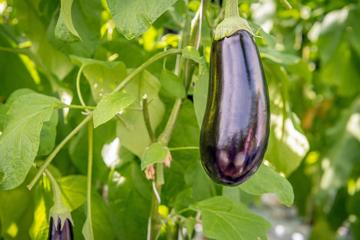 Sunutri Seeds 100+ seed packet supports abundant backyard yields