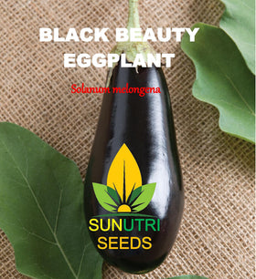 Sunutri Seeds heirloom eggplant seeds offering reliable germination