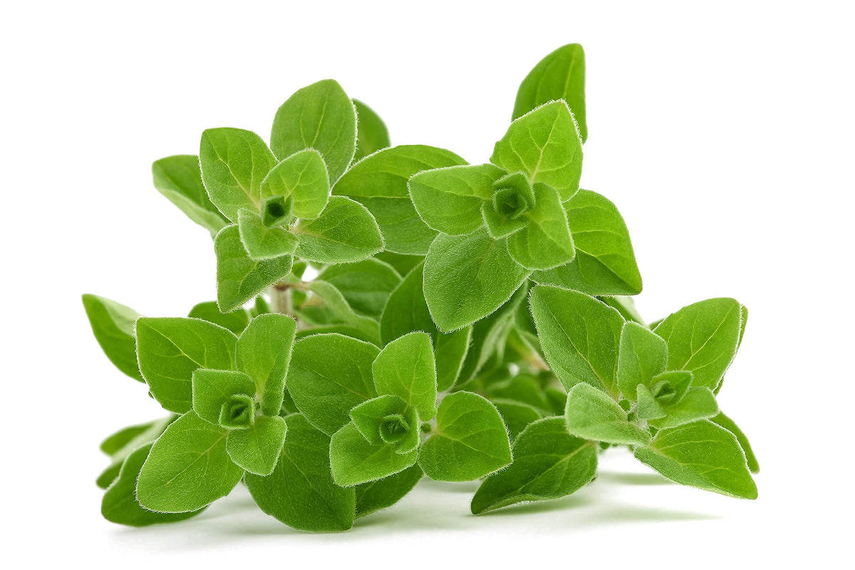 Sunutri Seeds oregano seeds in a Greek heirloom pack for homegrown flavor.