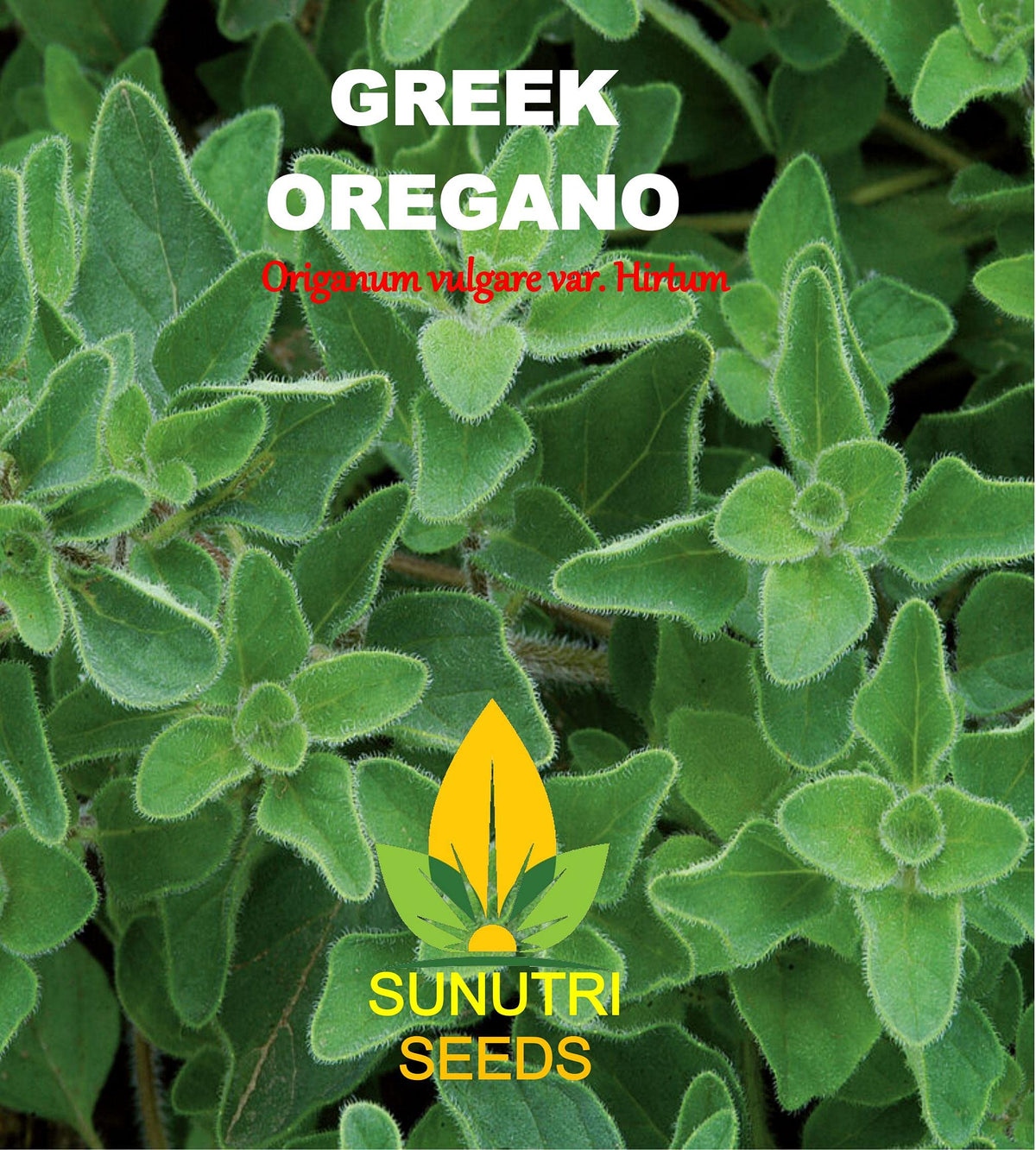 Sunutri Seeds oregano seed packet with full color design, ideal for starting a fragrant herb garden.