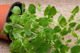Sunutri Seeds oregano seeds show high germination potential for robust plants.