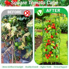 Sunwinx 60x15x15 cage offers ample growing space for fruiting plants.