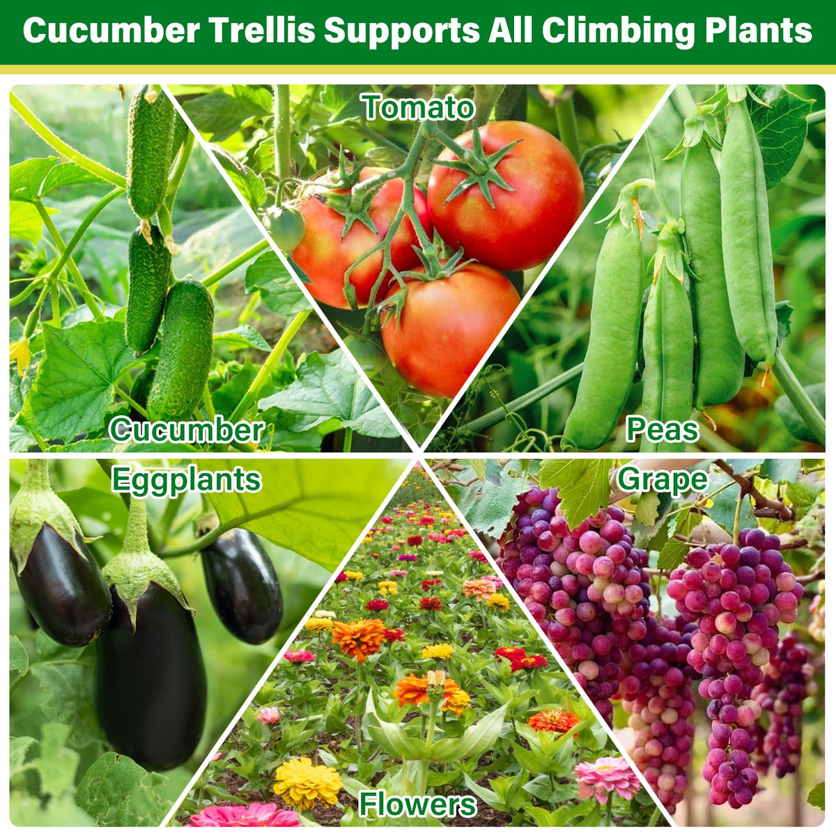 Sunwinx vertical growth benefits illustrated by healthier plant air and light exposure.