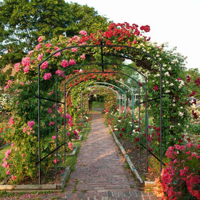 SUNYRISY garden arch trellis easy assembly without tools for quick setup.