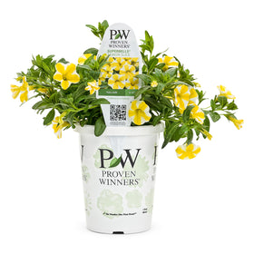 Calibrachoa Lemon Slice pinwheel blooms add texture to containers.