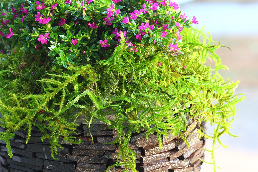 SuperMoss Forest Moss preserved bristles stay plump after watering, helping soil stay contained