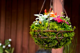 SuperMoss forest moss texture closeup highlights vibrant color for plant bases.