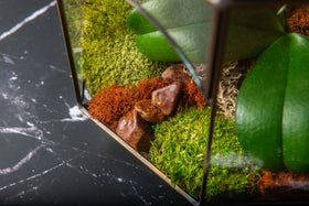 SuperMoss Glass Terrarium frame closeup highlighting durable lead-free construction.