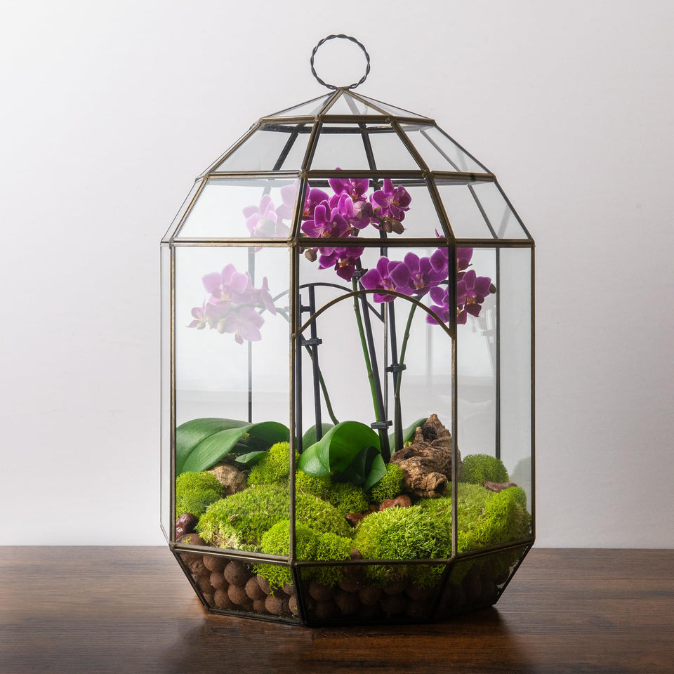 SuperMoss Glass Terrarium front view for elegant desktop plant displays.