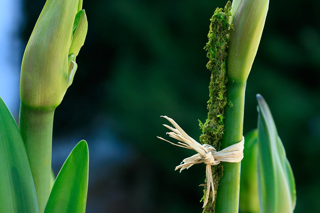 Close-up of preserved green moss coating on bamboo stake used for plant support