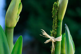 Close-up of preserved green moss coating on bamboo stake used for plant support