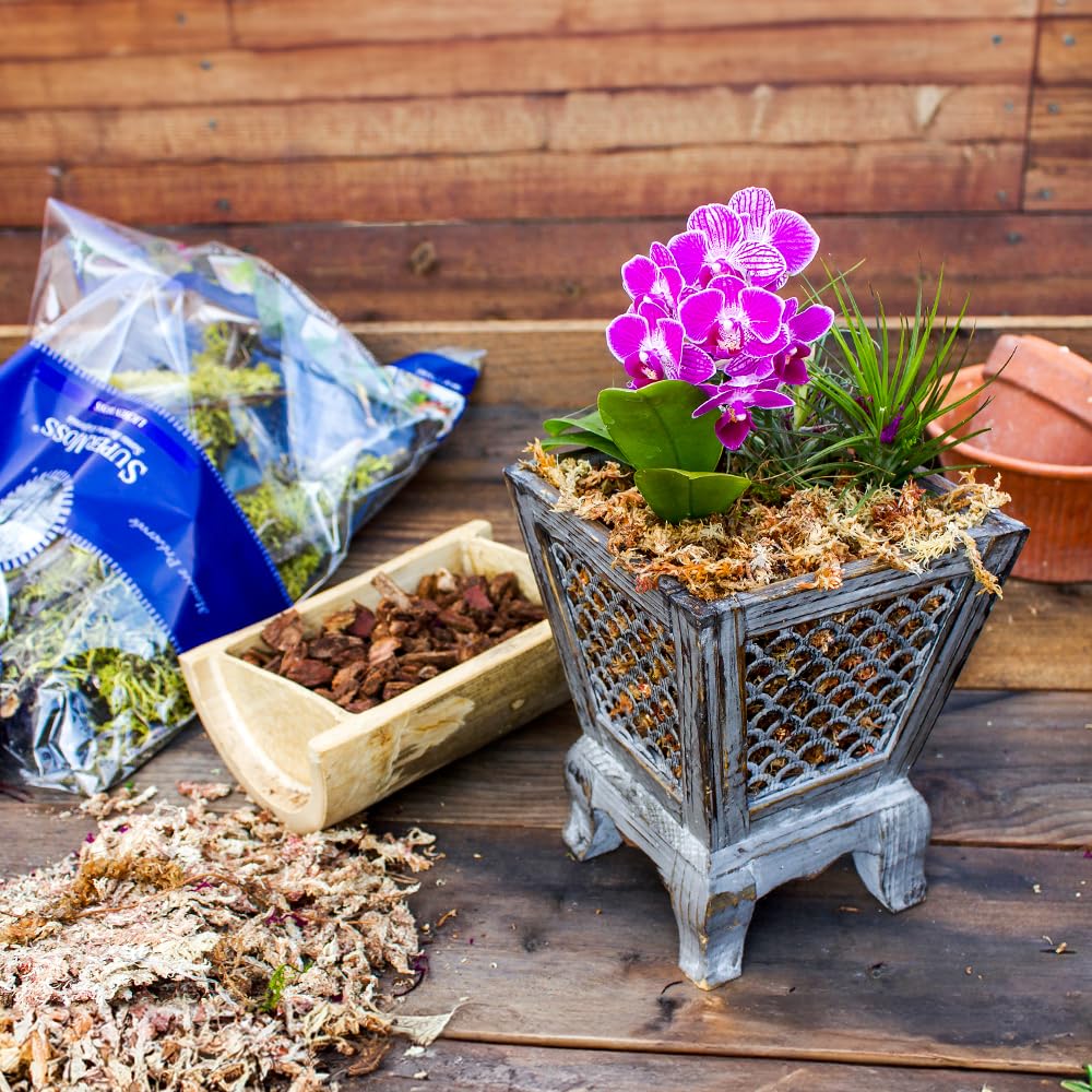 SuperMoss Orchid Sphagnum moss long-fiber improves drainage and root oxygen.