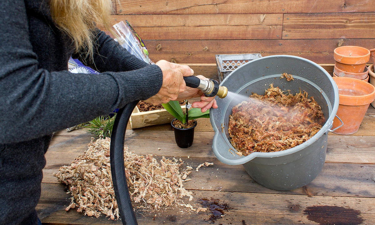 SuperMoss Orchid Sphagnum moss long-fiber texture supports healthy root aeration.
