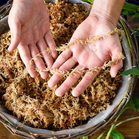 SuperMoss Orchid Sphagnum moss soil topper adds natural texture and moisture balance.