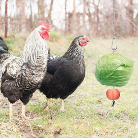 Suplklz chicken veggies skewer 304 stainless steel keeps rust at bay during outdoor use.