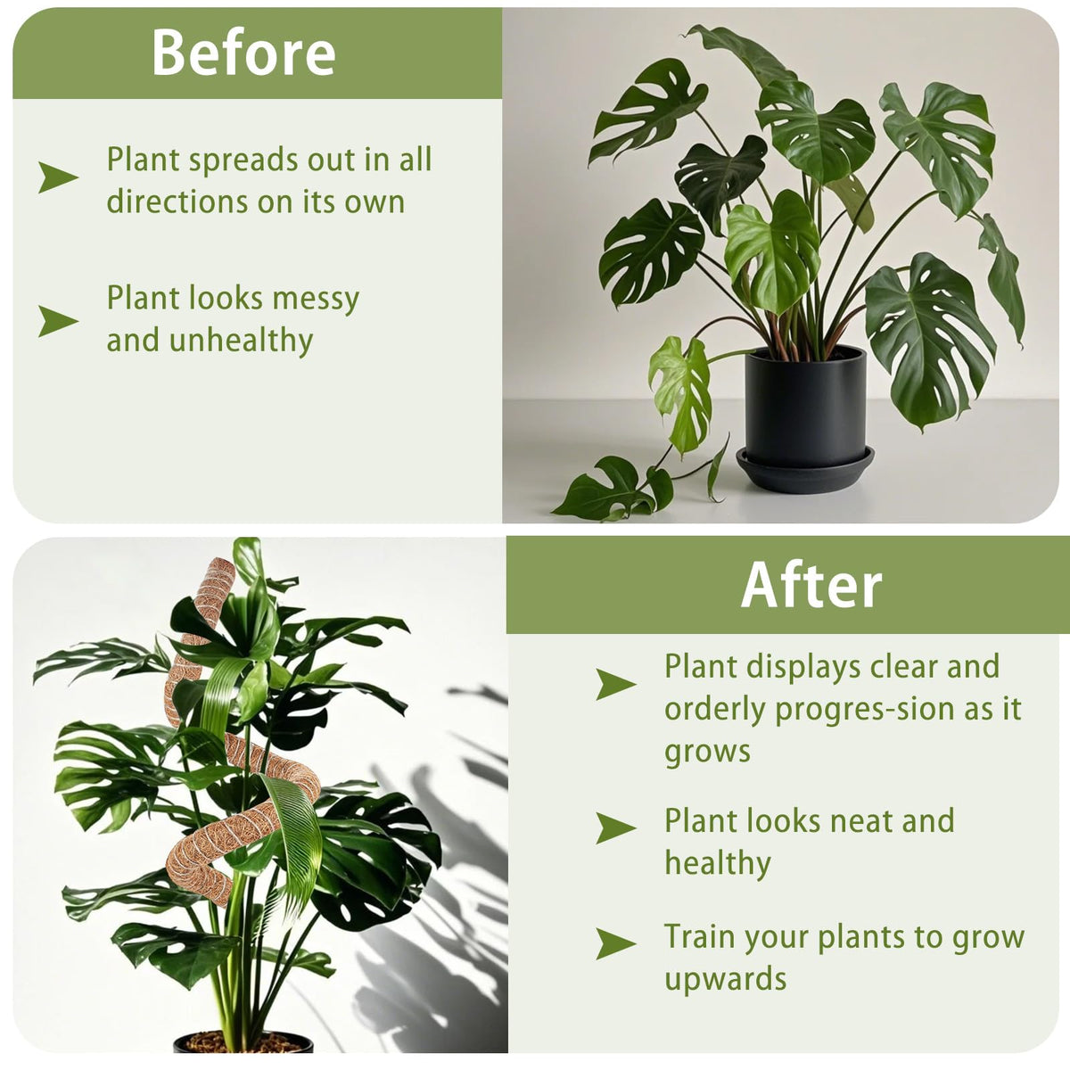 Compatible with Monstera, pothos, ivy, philodendron, and other climbers