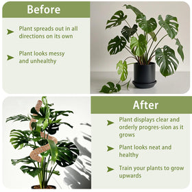 Compatible with Monstera, pothos, ivy, philodendron, and other climbers