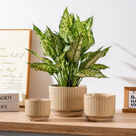 SURE YUESI beige striped ceramic pot close-up showing drainage hole and saucer for healthy roots