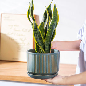 Three sizes arranged on a desk display from SURE YUESI set