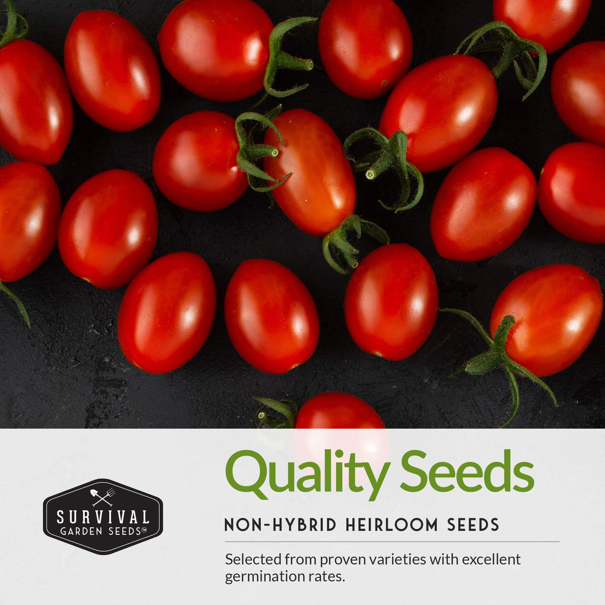 SURVIVAL GARDEN SEEDS cilantro seeds for bright salsa greens and aroma