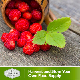 SURVIVAL GARDEN SEEDS Alpine Regina indoor-outdoor growing supports year-round harvests.